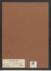 Surirella pyriformis Kitton (de-Toni-Nr.: Genus 53, Species 2388) Zeichnungen Sammlung Grunow Mappe 02543 (Herbarium_W_Grunow_drawings_Folder_02543)